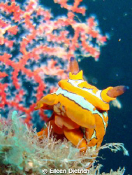 Beautiful nudibranch in an incredible place found at 137 ... by Eileen Dietrich 